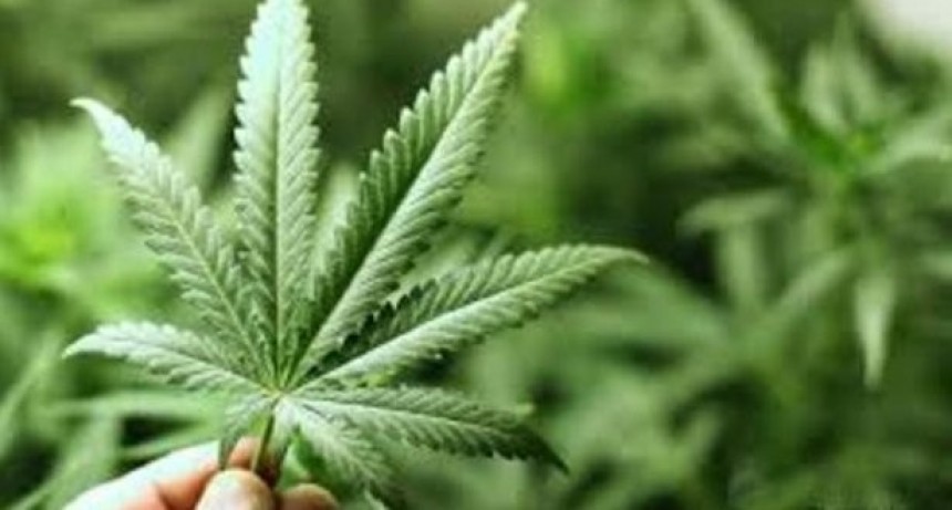 Cultivarán marihuana en Jujuy para la producción de cannabis medicinal