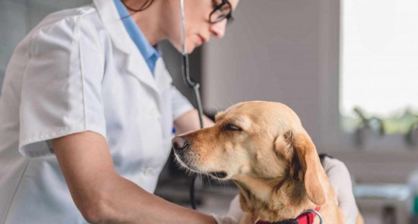 Los cuidados que hay que tener al adoptar un perro