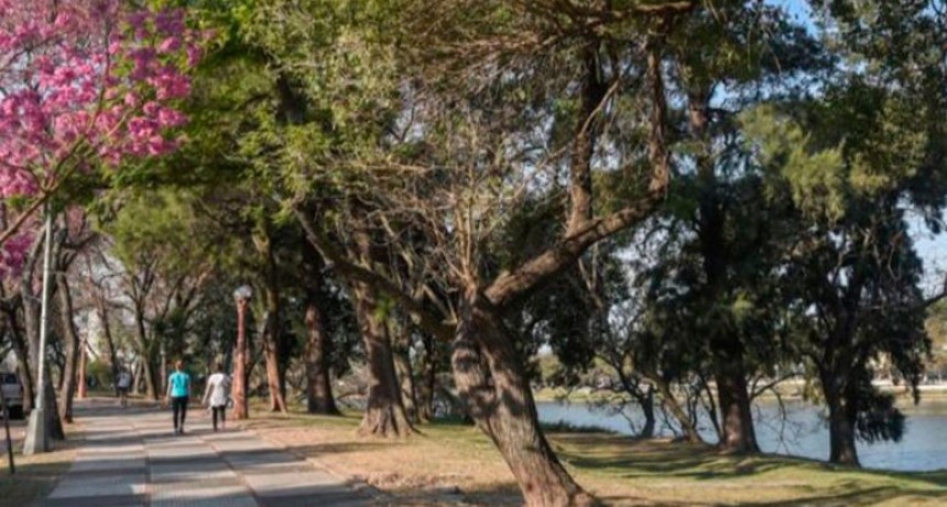 La Municipalidad trasplantar&aacute; &aacute;rboles adultos