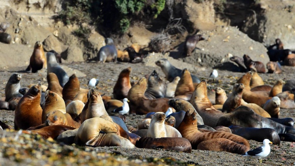 Investigan si una decena de lobos marinos de Necochea murieron por influenza aviar