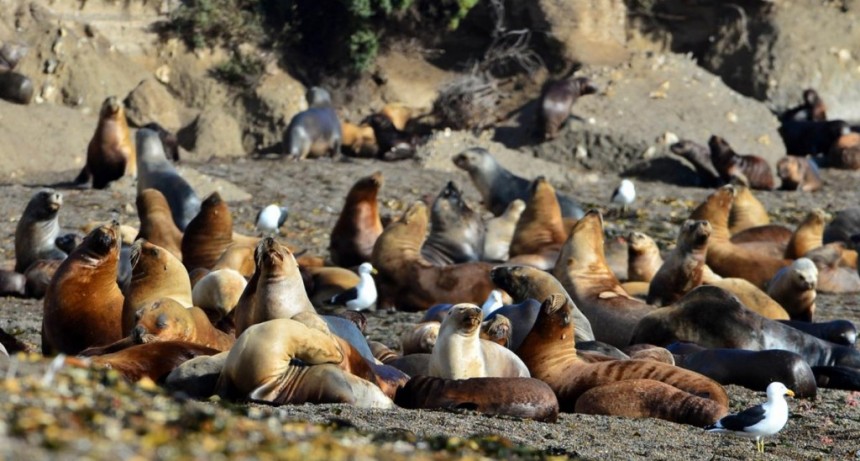 Investigan si una decena de lobos marinos de Necochea murieron por influenza aviar