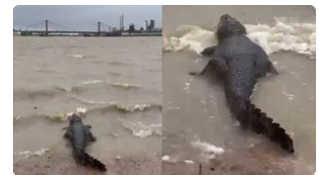Impactante: apareci&oacute; un yacar&eacute; en la Costanera Este de Santa Fe