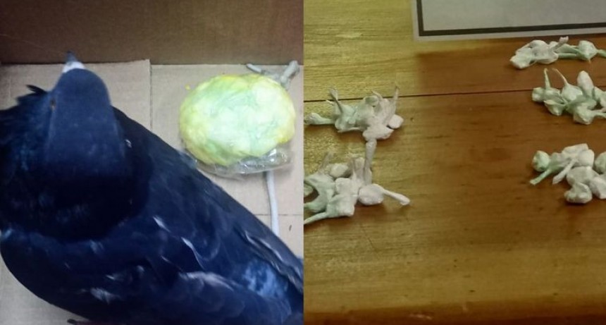 Nuevo intento por ingresar droga con palomas mensajeras en la c&aacute;rcel de Coronda
