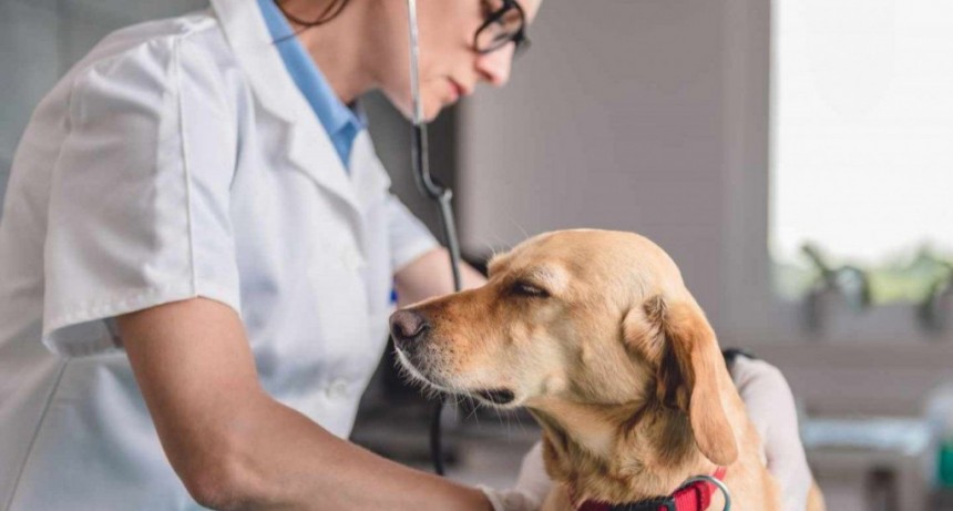 &iquest;Por qu&eacute; te lame tu perro? 7 motivos que te sorprender&aacute;n