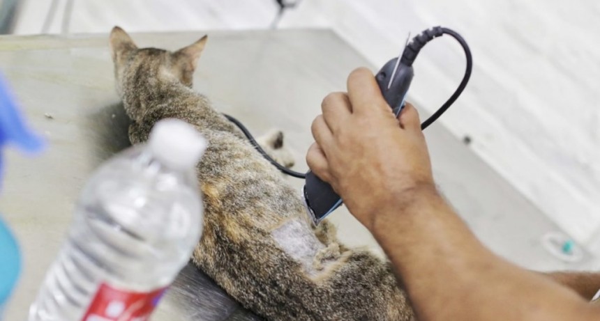 Realizan castraciones a animales de compa&ntilde;&iacute;a en Colastin&eacute;