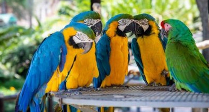 Cinco loros fueron aislados por insultar a los turistas