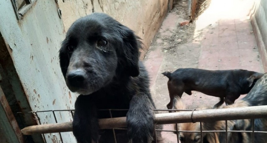 La Municipalidad rescat&oacute; ocho perros tras una denuncia por maltrato animal