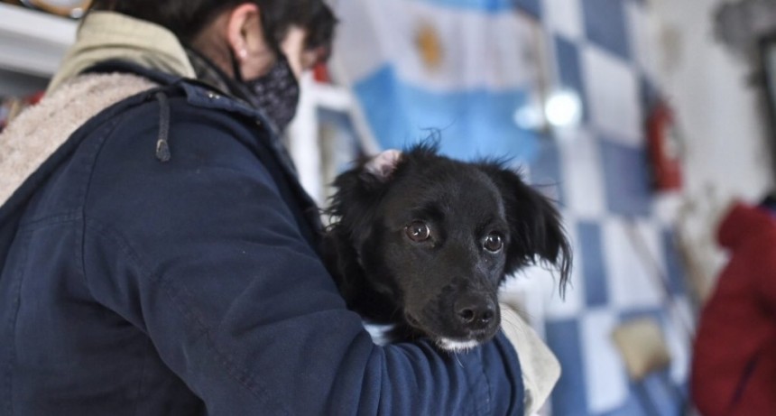 Contin&uacute;a el cronograma de castraci&oacute;n y vacunaci&oacute;n para animales de compa&ntilde;&iacute;a