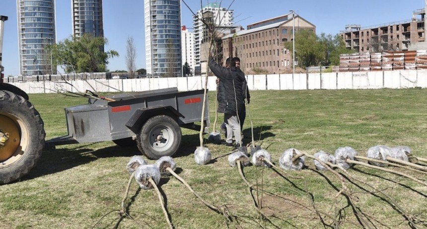 La Municipalidad sum&oacute; 50 &aacute;rboles en un espacio del Puerto de Santa Fe