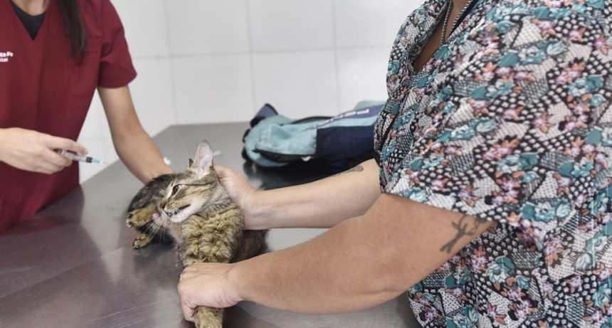 En dos a&ntilde;os, la Municipalidad vacun&oacute; contra la rabia a m&aacute;s de 36.000 animales de compa&ntilde;&iacute;a