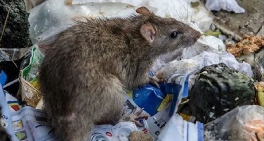 Leptospirosis: Santa Fe se mantiene arriba y el departamento Rosario en rojo