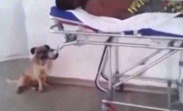 La conmovedora carrera de un perro tras la ambulancia