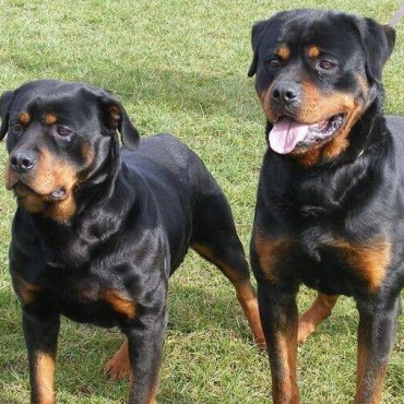 En Santo Tom&eacute; buscan regularizar la tenencia de perros "peligrosos"