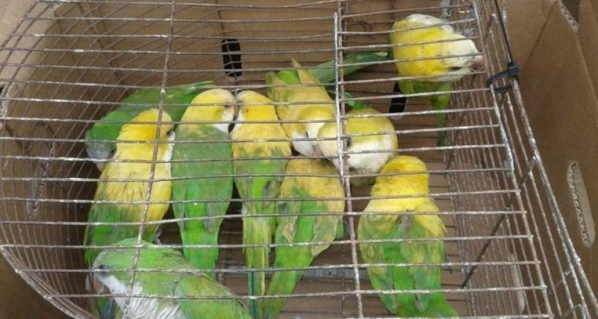 Te&ntilde;&iacute;an cotorras con agua oxigenada para venderlas como loros amaz&oacute;nicos