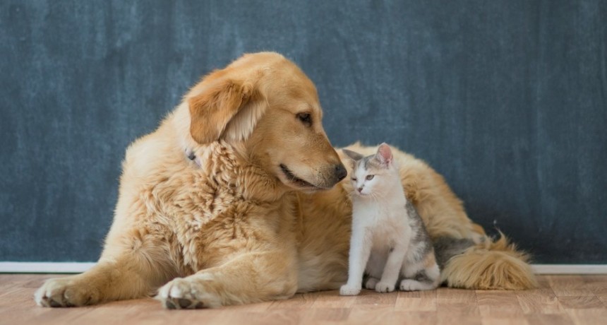 La adicci&oacute;n de las personas al celular puede generar depresi&oacute;n en las mascotas
