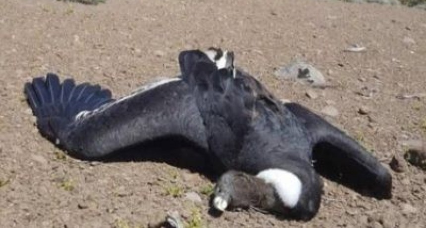 Aparecieron 23 c&oacute;ndores muertos en la Patagonia