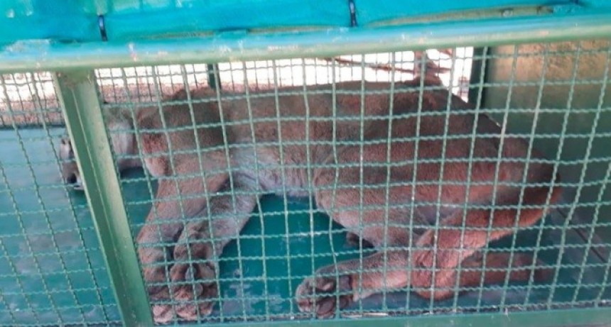 Atraparon a un puma que caus&oacute; temor en Ostende