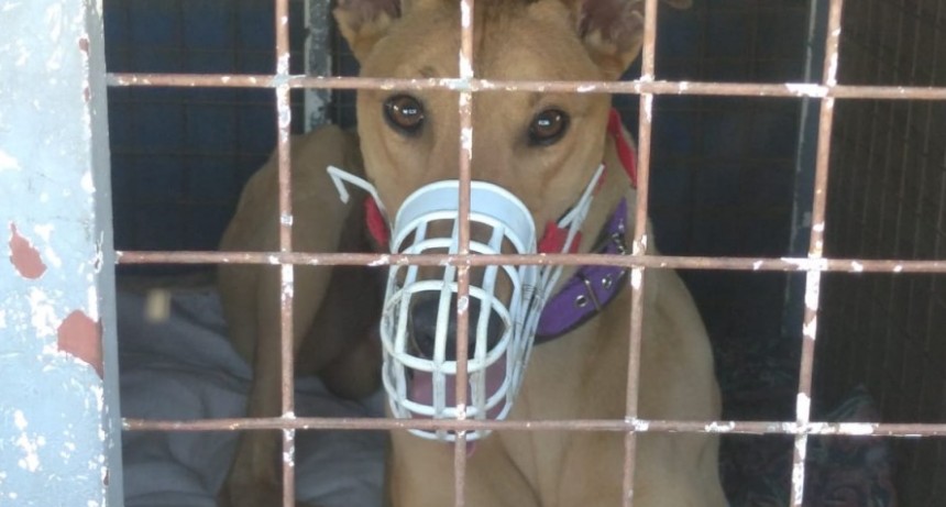 Desarticulan una carrera clandestina de perros galgos en Santo Tom&eacute; y rescataron a m&aacute;s de 60 animales