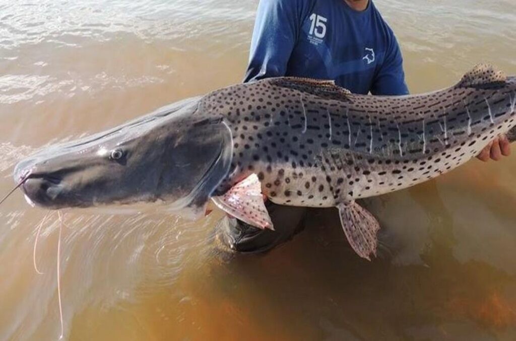El gobierno de Santa Fe prohíbe la pesca de surubí hasta fin de año