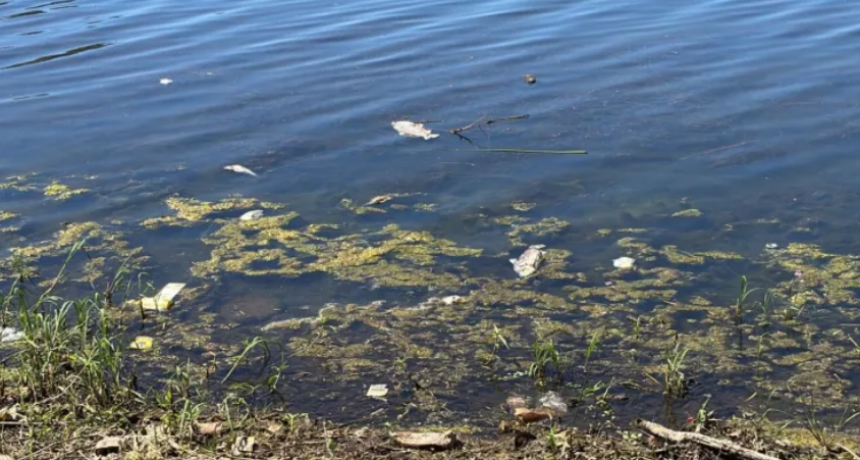 Investigan la aparici&oacute;n de peces muertos en el Parque del Sur