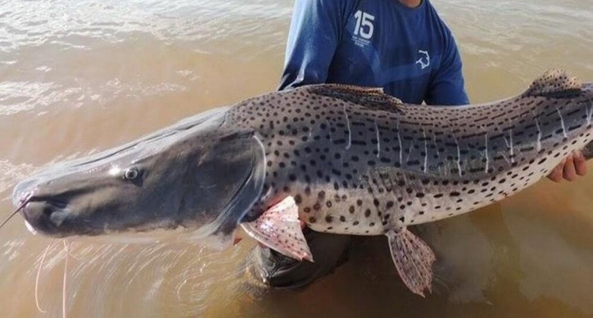 El gobierno de Santa Fe proh&iacute;be la pesca de surub&iacute; hasta fin de a&ntilde;o