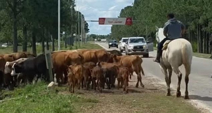 Piden extremar los cuidados al circular por Ruta 1