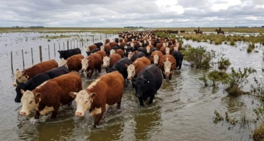 Crecida del r&iacute;o Paran&aacute;: prev&eacute;n evacuar hasta 15.000 cabezas de ganado en la zona de San Javier