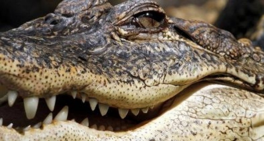 Fue a desalojar a su inquilino y se encontró con un cocodrilo