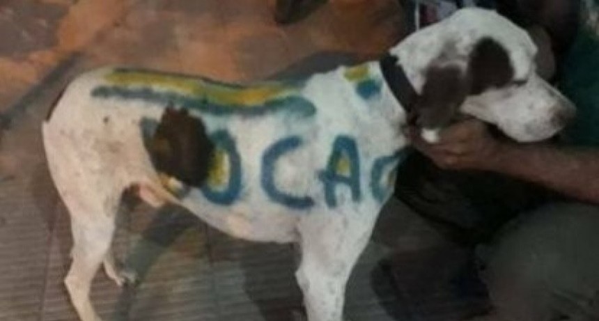 Un carnicero pint&oacute; a su perro con los colores de Boca