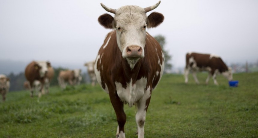 El 54% de los suizos vot&oacute; este domingo que las vacas no deben tener cuernos