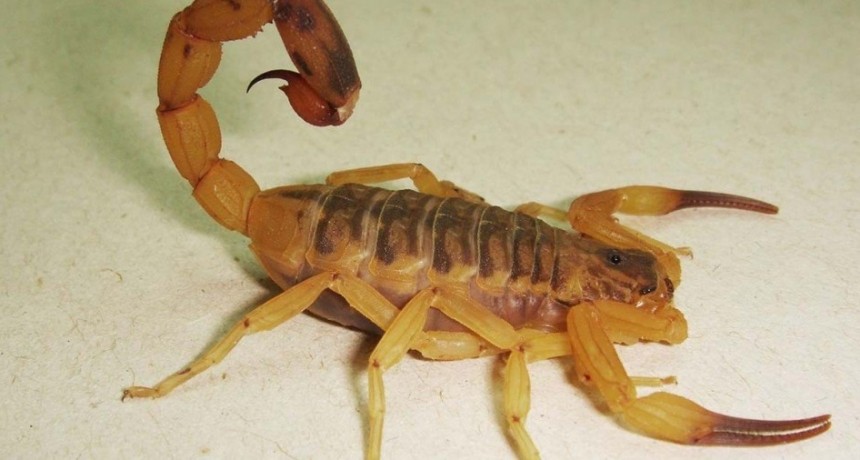 Recomendaciones ante a la presencia de alacranes