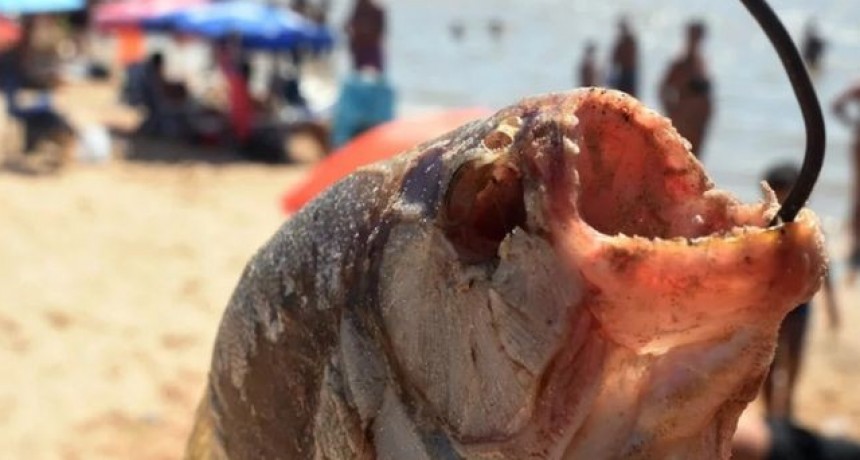 ALERTA: Ataques de palomentas: 30 heridos  y una adolescente perdi&oacute; un dedo