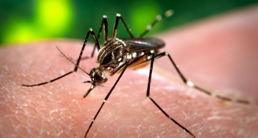 Advierten sobre un posible brote de dengue