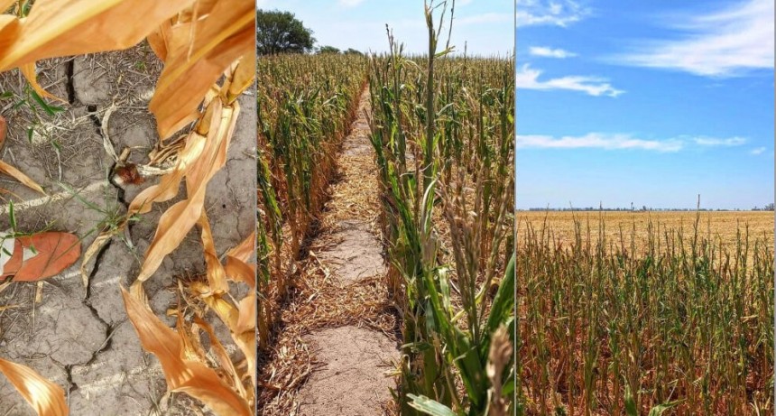 Santa Fe estudia prorrogar la emergencia agropecuaria por la sequ&iacute;a