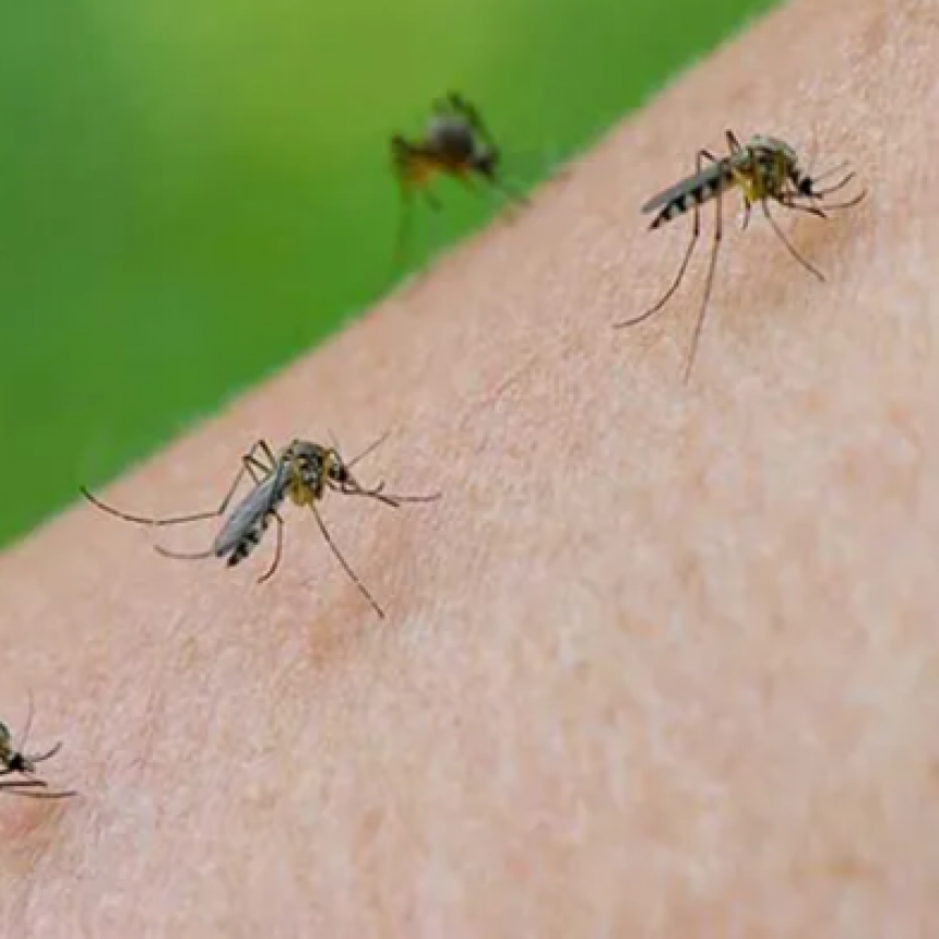 Santa Fe invadida por mosquitos: por qu&eacute; no se fumiga