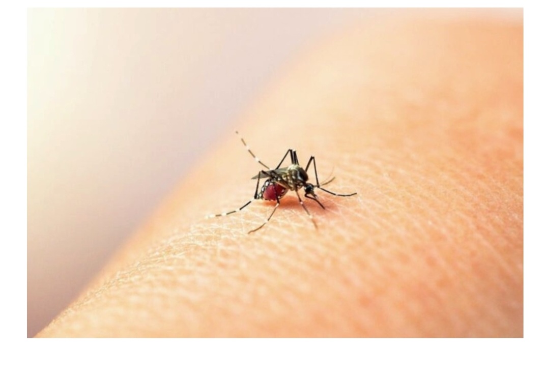 Dengue: piden intensificar medidas de prevenci&oacute;n tras el primer caso aut&oacute;ctono