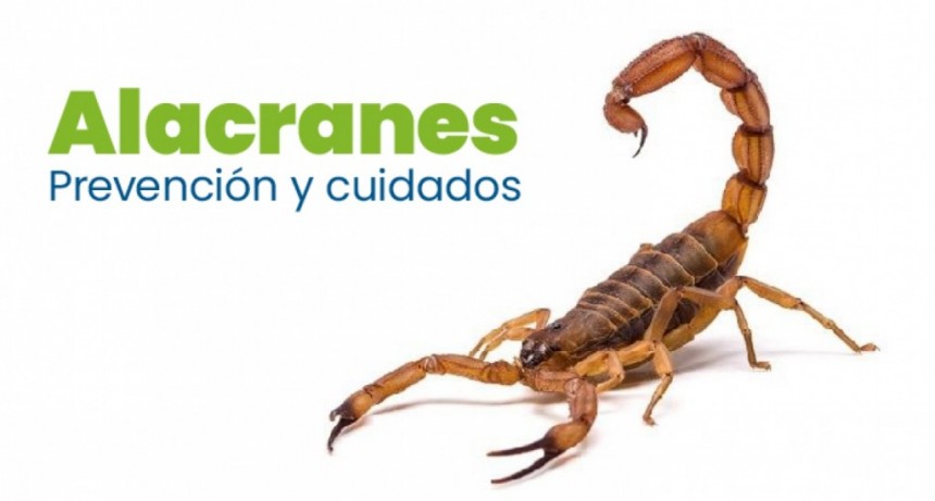 Temporada de alacranes en Santa Fe: c&oacute;mo prevenir picaduras y qu&eacute; hacer en caso de emergencia