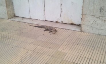 Sorpresa en el Bulevar: encontraron una iguana en la vereda
