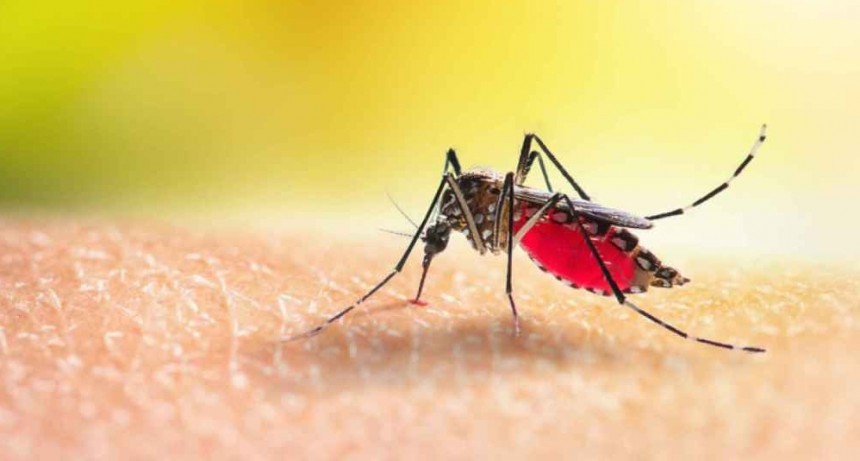Trucos caseros para espantar a los mosquitos