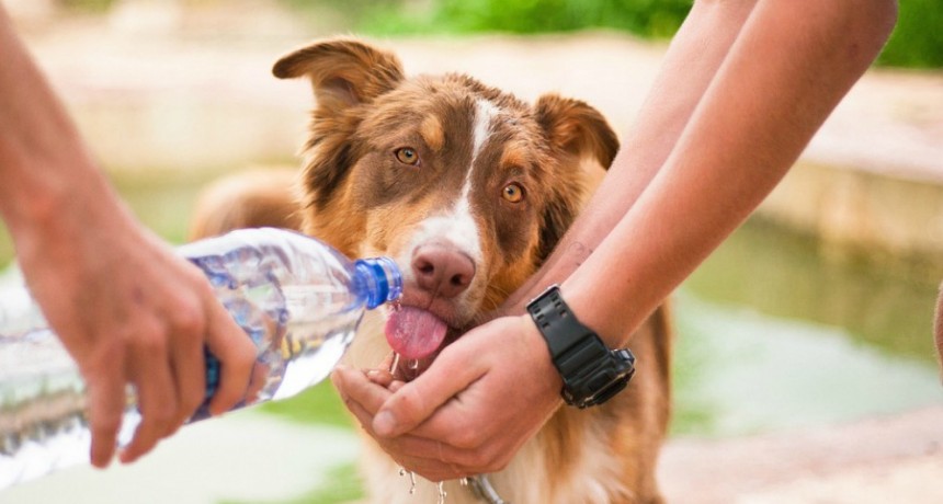 Cinco tips para cuidar a las mascotas de los golpes de calor